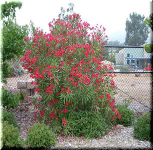 Clay Soil Plants